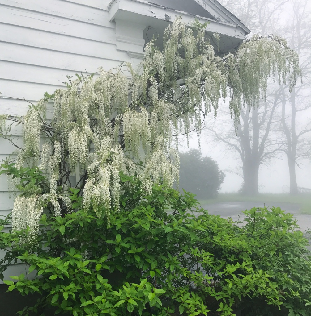 White wisteria beside the house on a misty morning