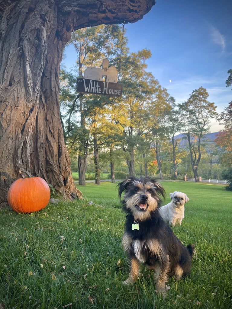 Two dogs beneath the White House sign