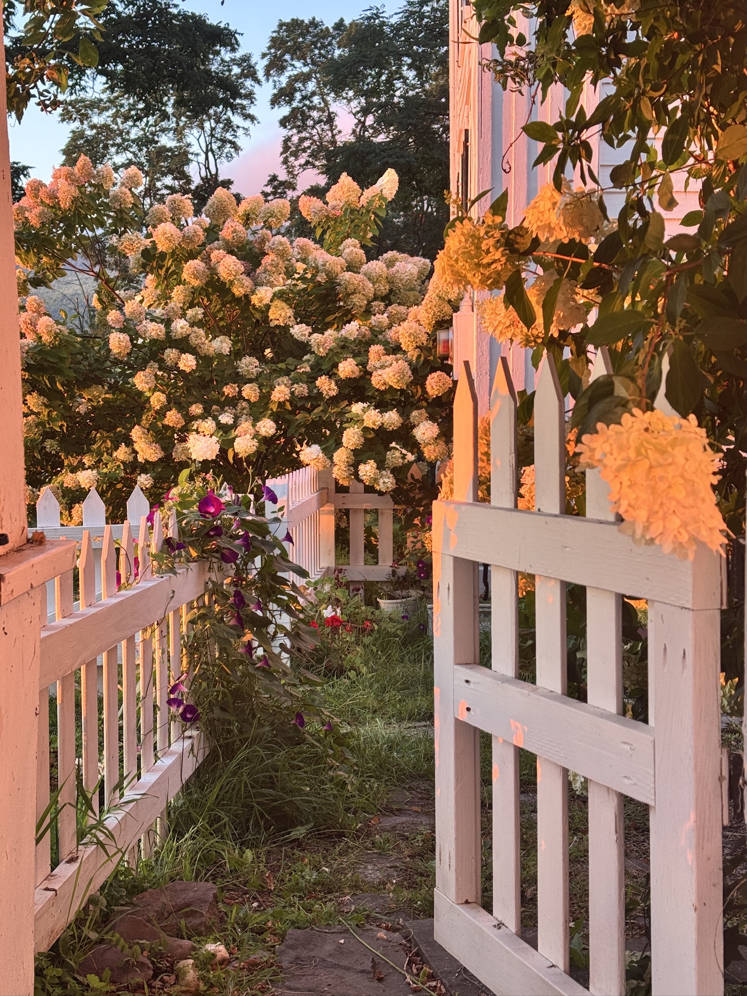 Garden gate and hydrangeas in warm evening light
