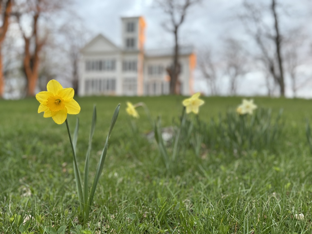Daffodils on the lawn in front of Durham White House
