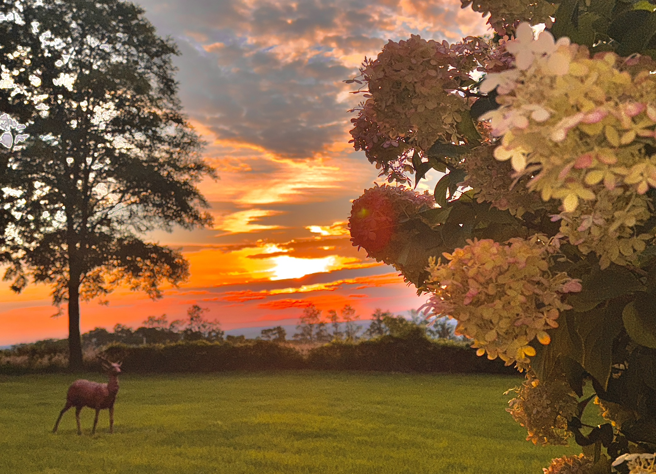 Hydrangeas and a deer on the lawn at sunset