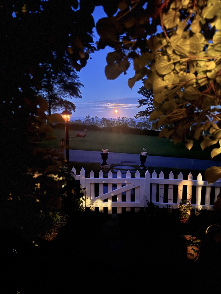 Evening view through trees and a white garden fence